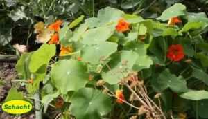 Blattläuse natürlich vertreiben