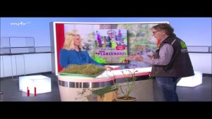 “MDR um 11”: Blattläuse natürlich vertreiben