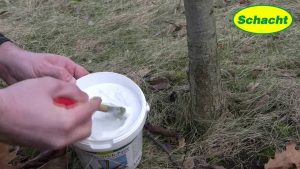 Weißanstrich schützt Obstbäume