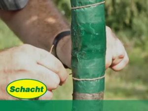 Leimringe an Obstbäumen anbringen – natürlicher Schutz vor Frostspanner-Raupen