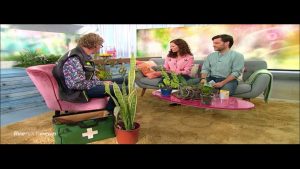 Flieder mit natürlichen Mitteln vor Fliederseuche schützen