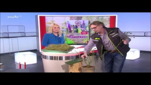 Rosen schneiden im Frühjahr