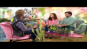 Vertrockneten Trompetenbaum retten