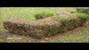 Buchsbaum nach Zünslerbefall – mit natürlichem Mittel stärken