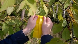 Gelbtafeln aus Papier – Schadinsekten natürlich bekämpfen