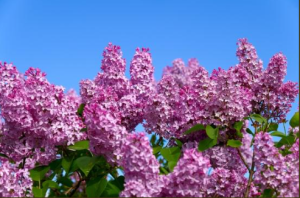 Flieder vor Fliederseuche schützen
