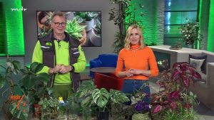 Zimmerpflanzen ganz einfach selbst vermehren