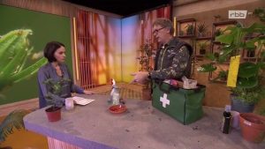 Schädlinge bekämpfen mit Farbtafeln