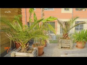 Palmen brauchen Dünger