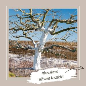 Weißanstrich für eure Bäume