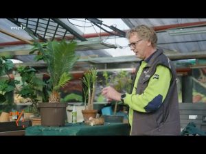 Elefantenfuß vermehren