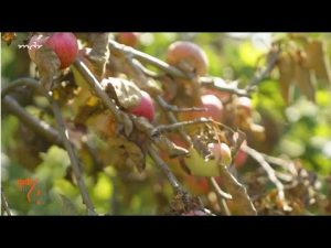 Feuerbrand am Apfelbaum