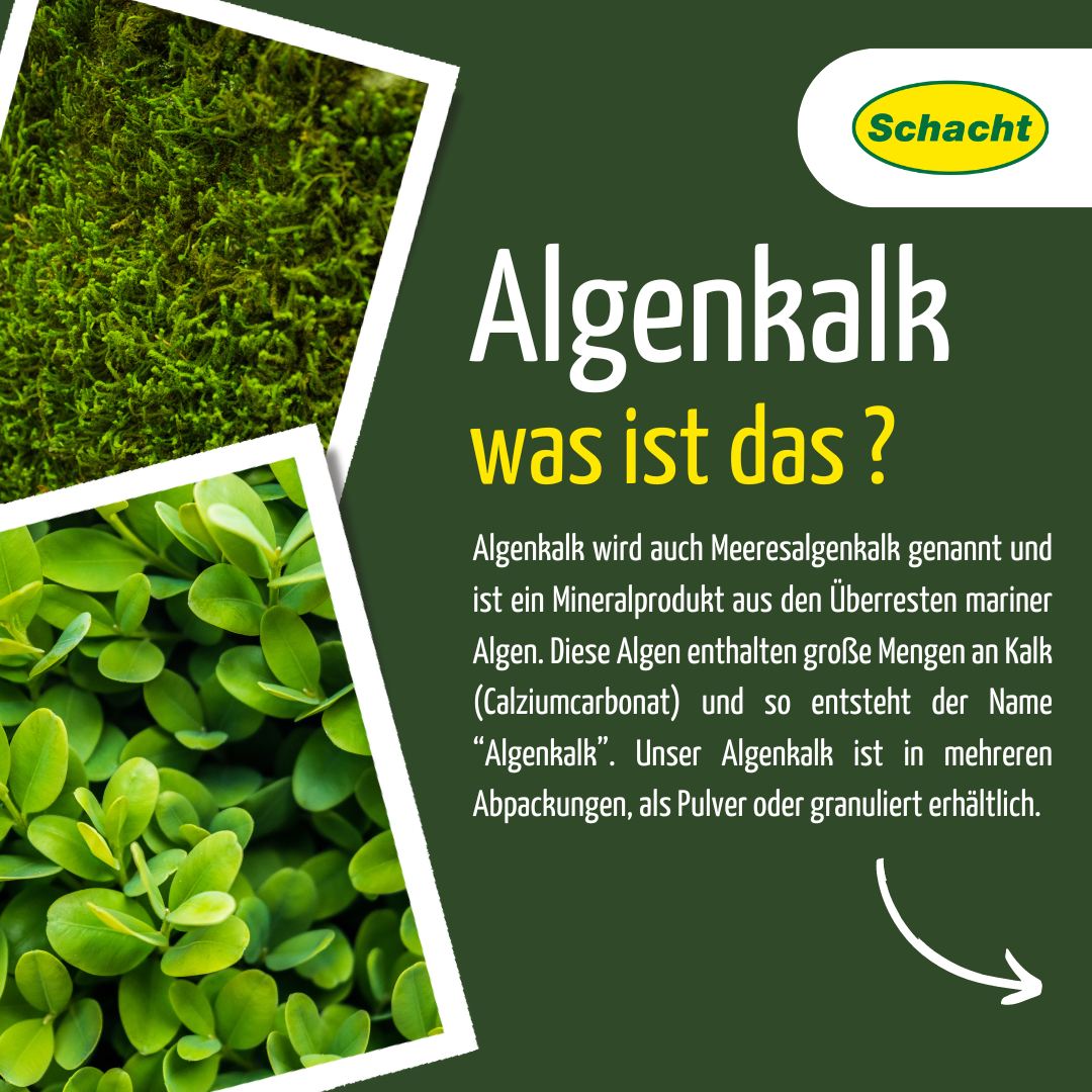 Algenkalk im Garten: Wirkung, Anwendung & Dosierung
