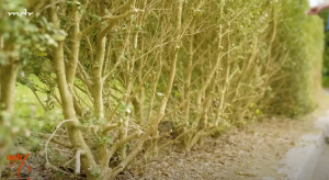 Buchsbaum nach Zünslerbefall - mit natürlichem Mittel stärken