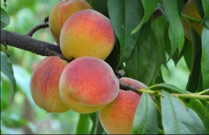 Kräuselkrankheit am Pfirsichbaum verhindern