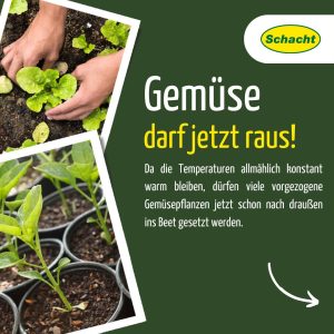 Gemüse darf ins Freiland