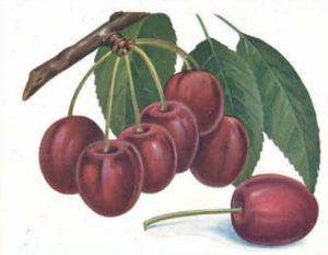 Befruchtung von Süßkirschen sichern