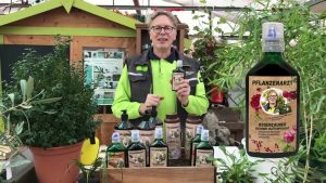 Rosenzauber gegen Rosenmehltau