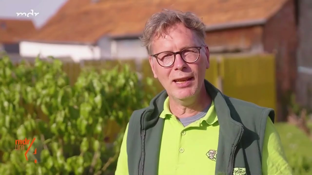 Birnenpockenmilben am Birnbaum natürlich bekämpfen: Knoblauchsud, Haftmittel & Schnitt