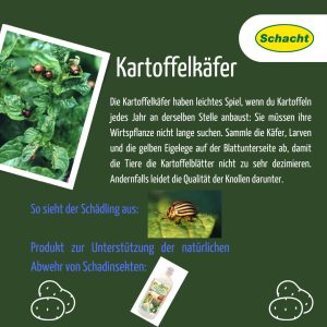 Kartoffelkäfer