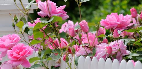 Rosenschnitt im Frühjahr