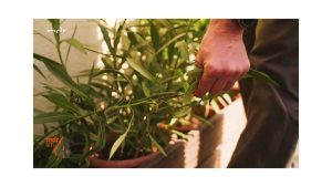 Frostschäden beim Oleander