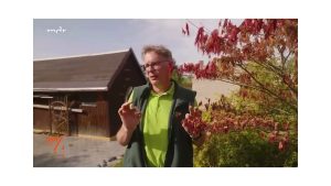 Roter Ahorn mit Frostschaden