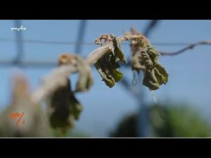 Frostschaden an Kiwi