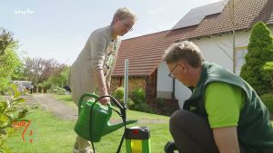 Kranker Kirschlorbeer