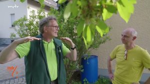 Kirschfruchtfliegen bekämpfen