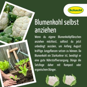 Blumenkohl selbst anziehen