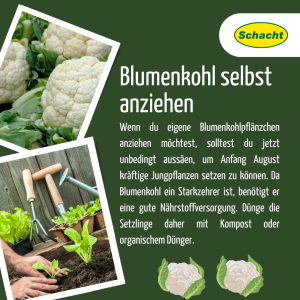 Blumenkohl selbst anziehen