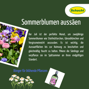 Sommerblumen aussäen