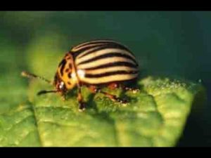 Mit Rainfarn natürlich Schädlinge vertreiben