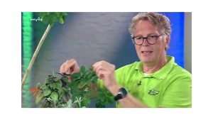 Basilikum gegen Mehltau bei Gurken