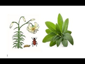 Lilienhähnchen mit Salbei vertreiben