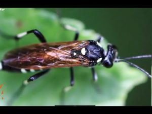 Angefressene Blätter bei Rosen