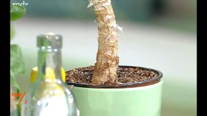 Schimmel auf Zimmerpflanzenerde biologisch bekämpfen