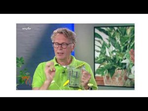 Wermutjauche gegen Ameisen