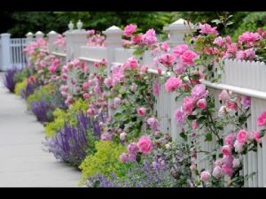 Lavendel zur Schädlingsabwehr
