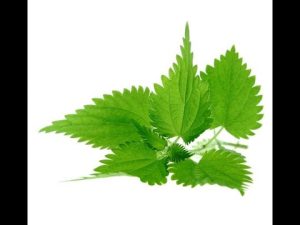 Brennnessel als Dünger