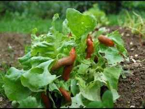 Ringelblume als Schneckenschreck