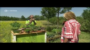 Wildblumenwiese für Insekten