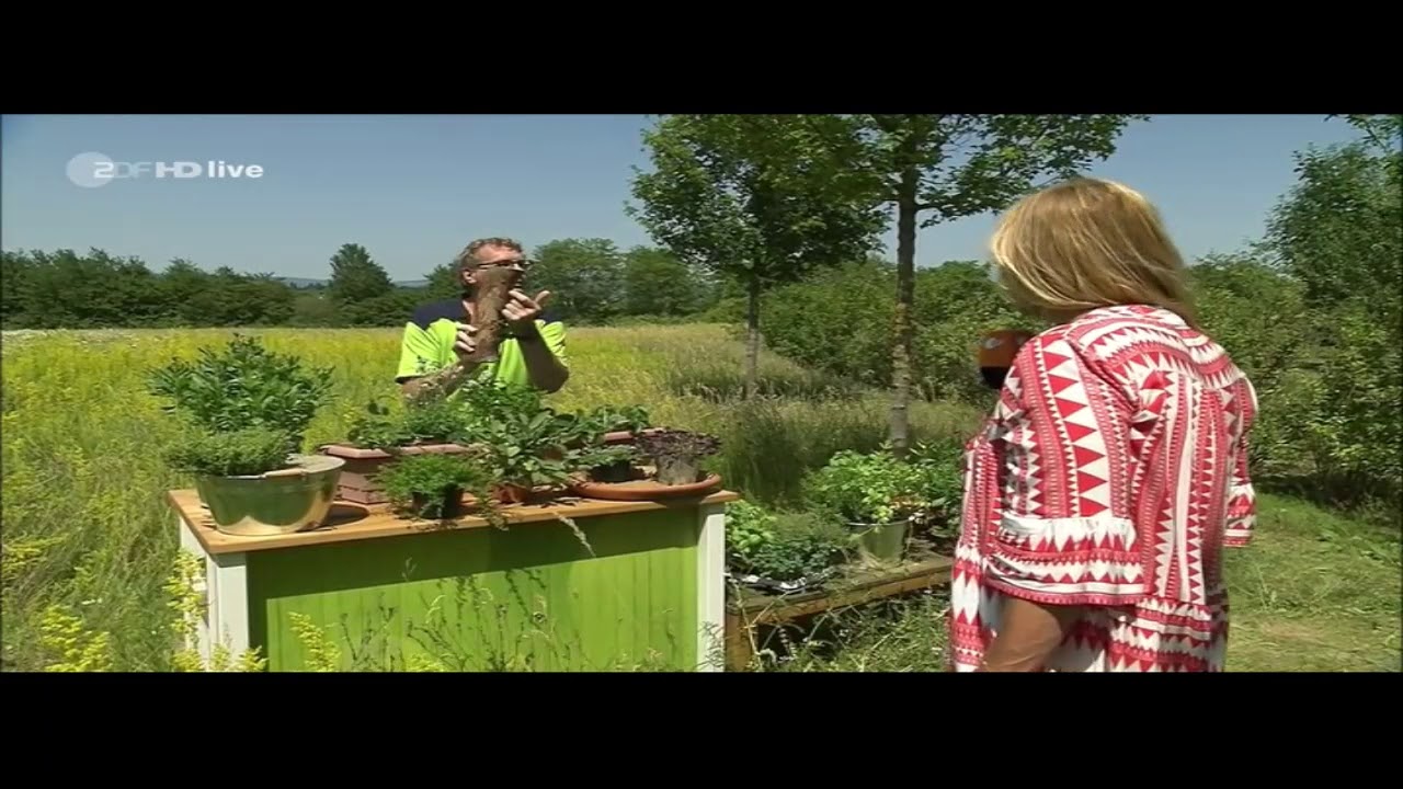 Wildblumenwiese anlegen: So hilfst du Bienen, Hummeln & Co.