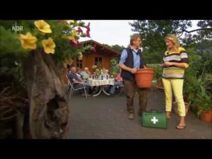 Ameisen mit Hilfe eines Blumentopfes umsiedeln und vertreiben