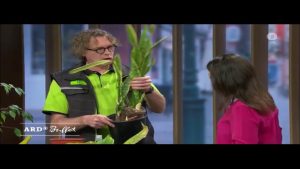 Frühjahrskur für Zimmerpflanzen – Umtopfen für mehr Platz