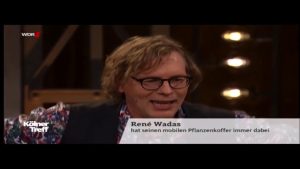 Weidenbohrer in Weide