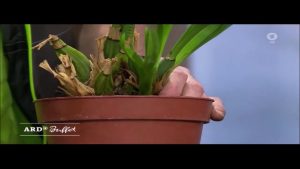 Frühjahrskur für Zimmerpflanzen – Umtopfen einer Orchidee