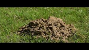 Erdhügel im Garten – Wühlmaus oder Maulwurf?