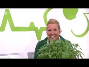 Bio-Schutz gegen Mehltau, Läuse & Minzkäfer